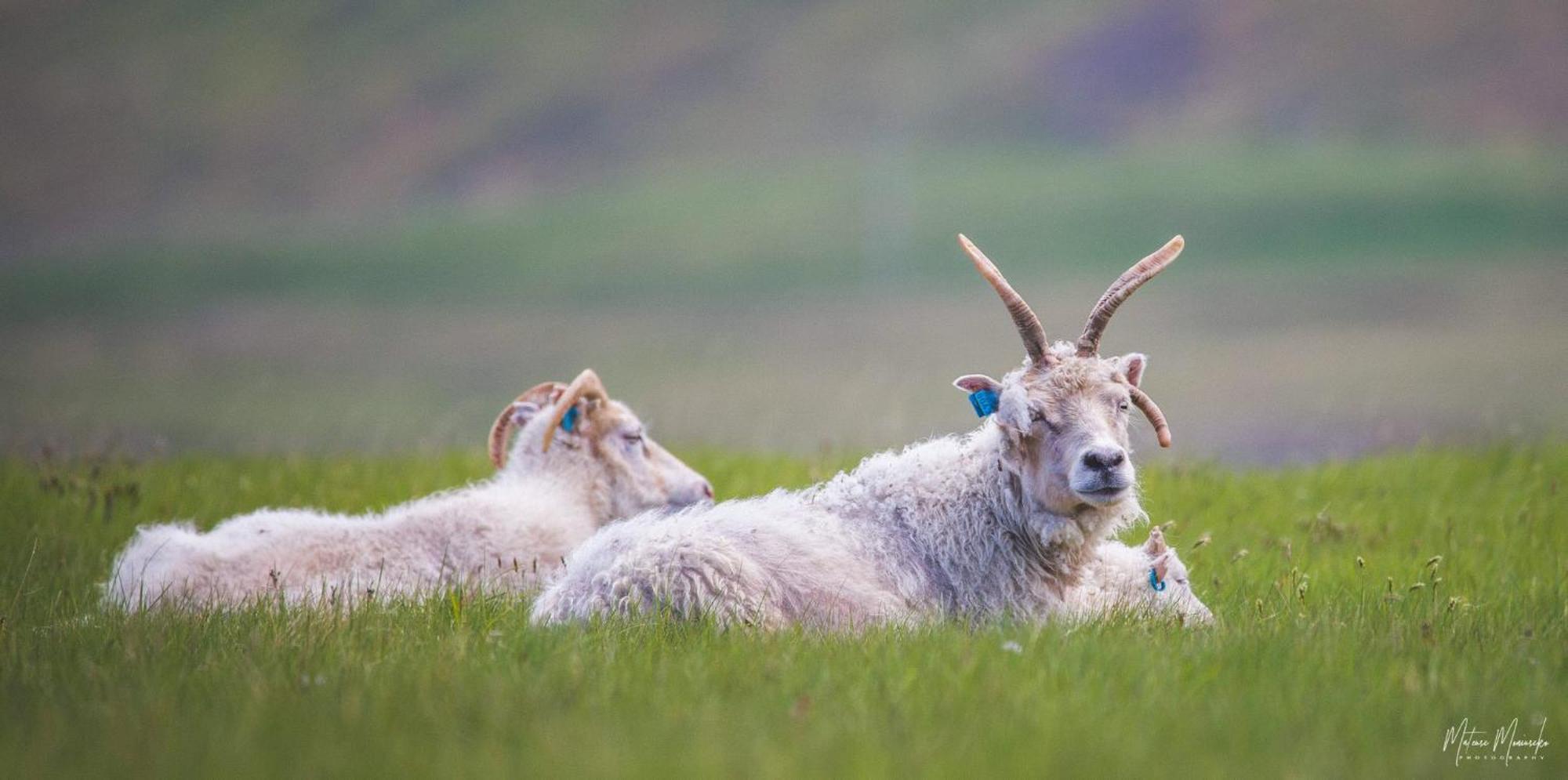 Hafnir Daire Grundarfjordur Dış mekan fotoğraf